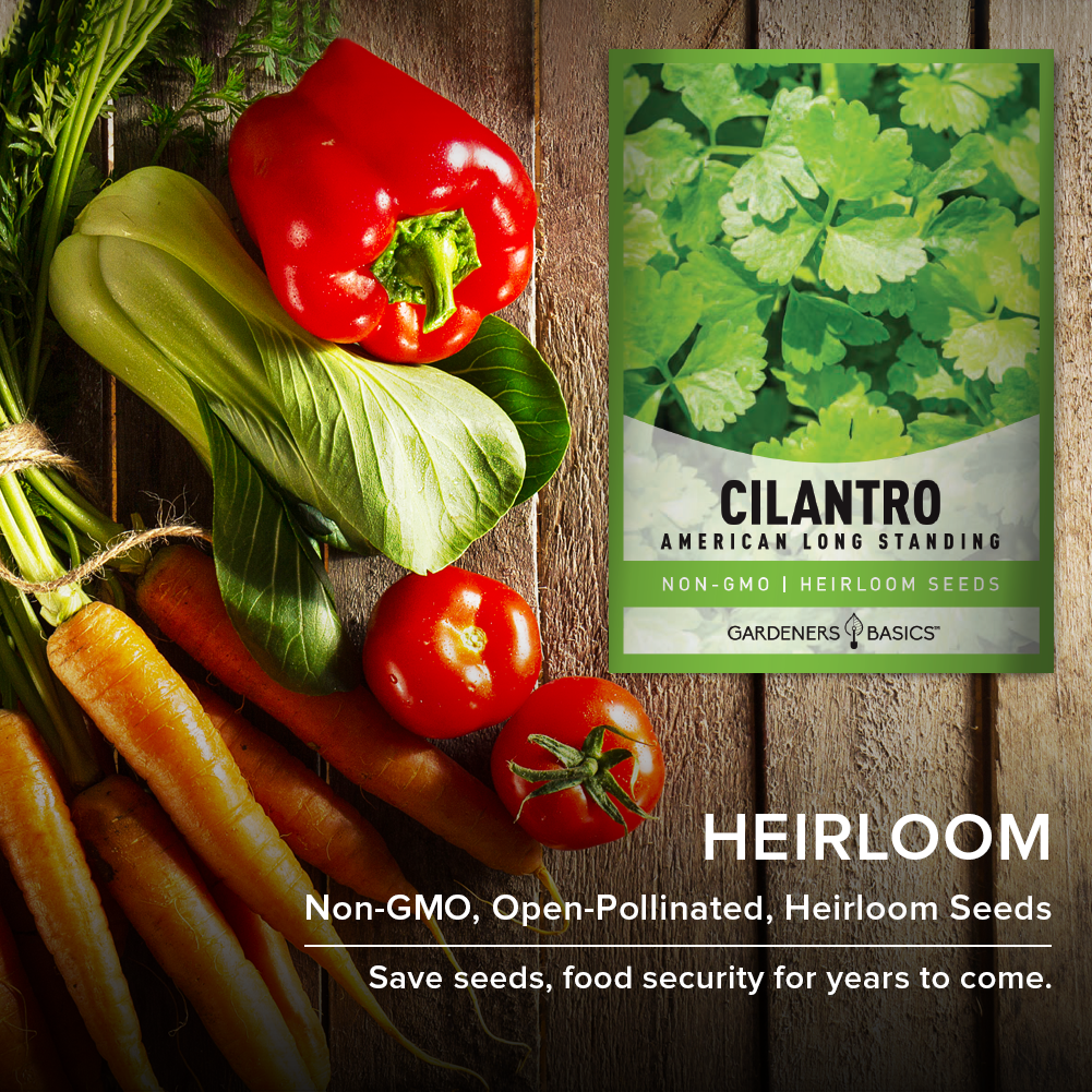 thumbnail image 2 of Cilantro/Coriander FIESTA GREEN Herb Seeds - Non-GMO - 100 Seeds By Mother Nature's Seeds 2 of 6