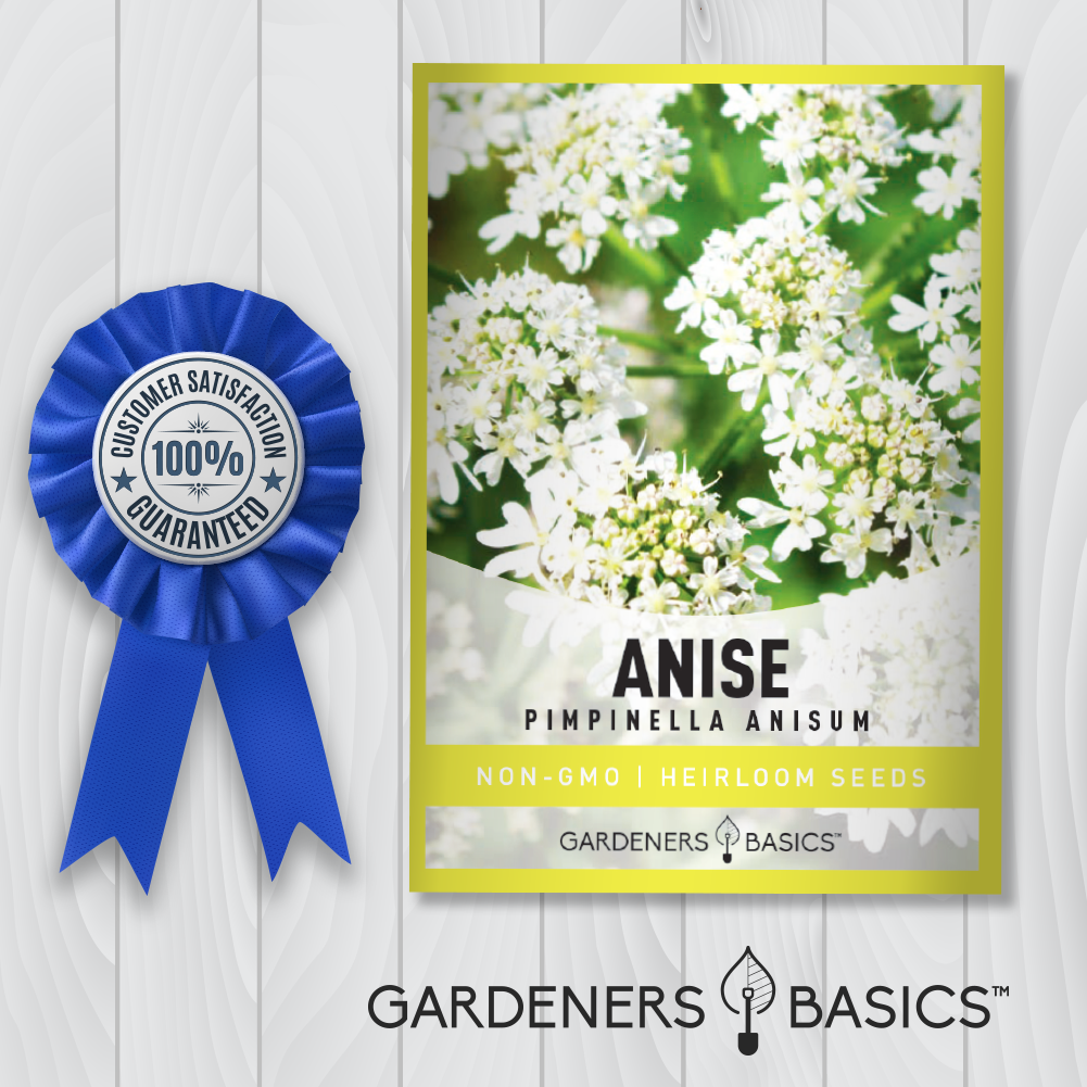 High Germination Anise Seeds – Enhance Your Garden and Culinary Journey