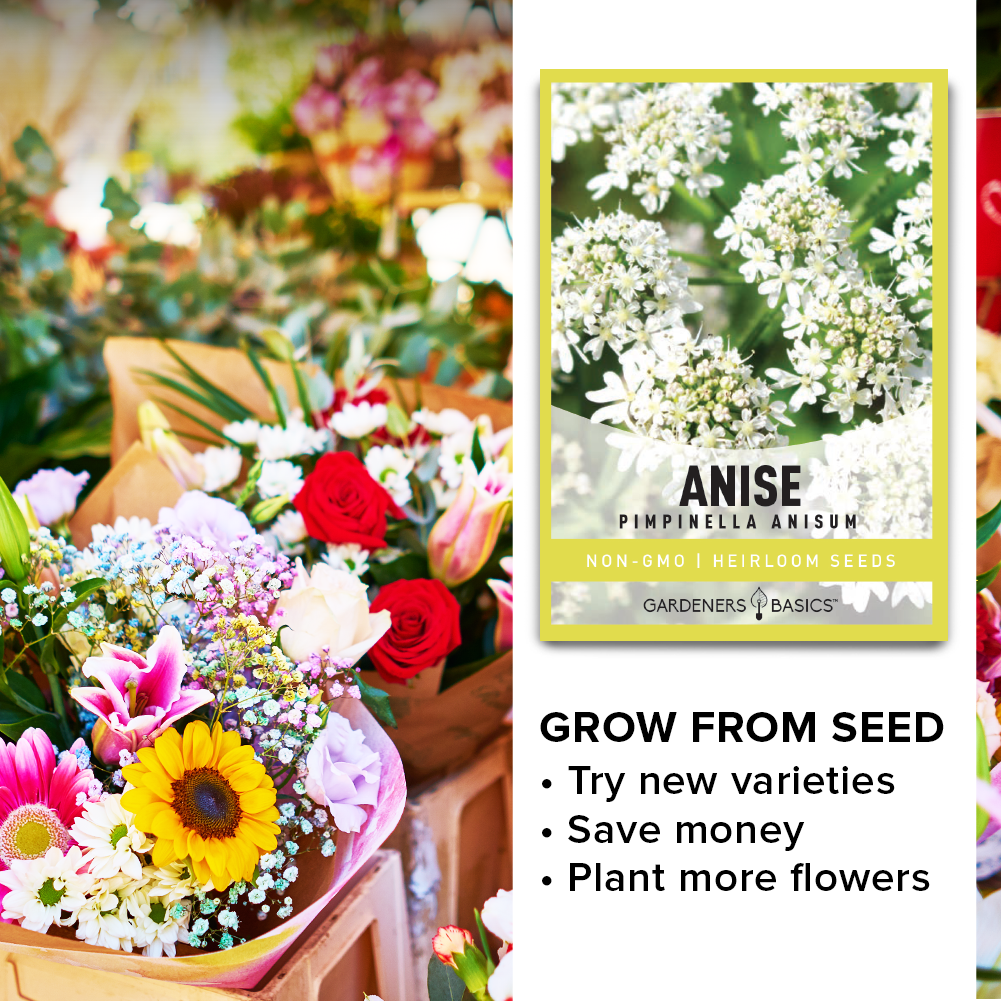 planting anise seeds Anise Seeds For Sale Grow Fragrant, Flavorful & Medicinal Anise Plants – Gardeners Basics