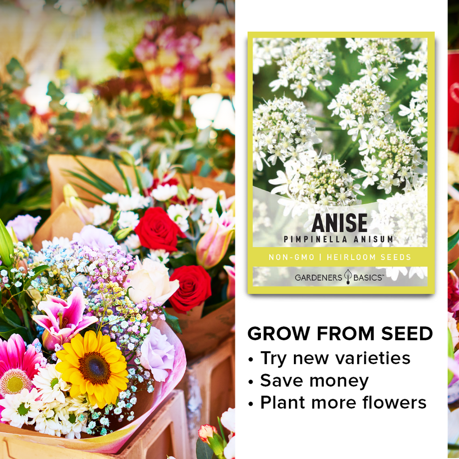 where to buy anise seeds for planting Anise Seeds For Sale Grow Fragrant, Flavorful & Medicinal Anise Plants –  Gardeners Basics