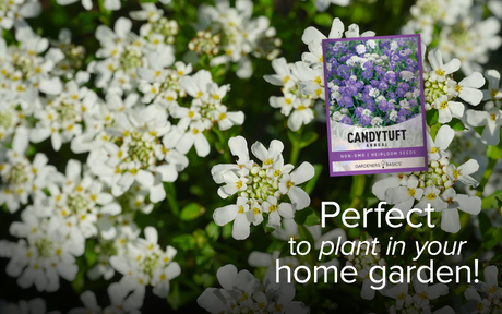 Quick-Blooming Annual Candytuft Seeds for a Beautiful Garden