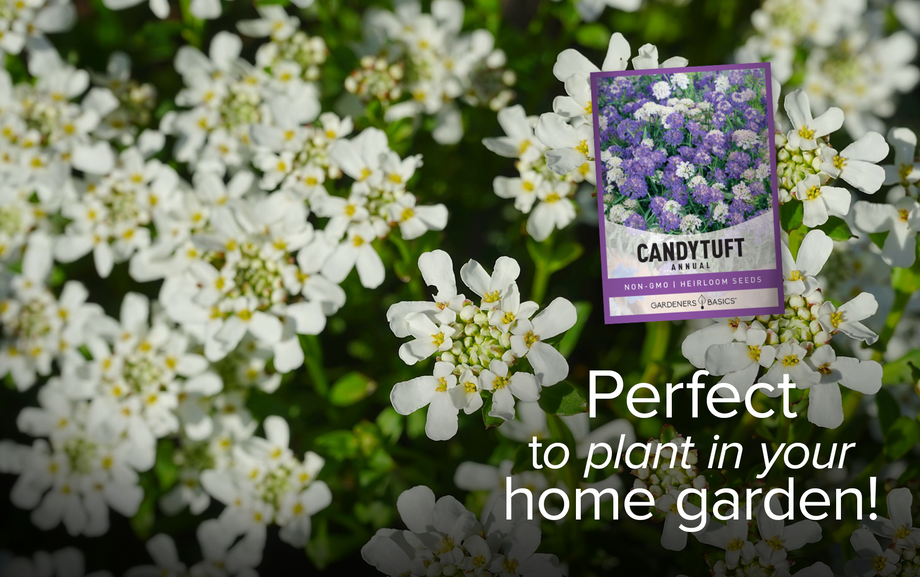 planting candytuft seeds Annual Candytuft Flower Seeds