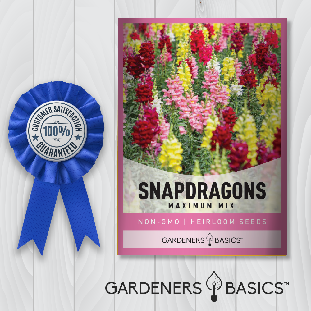 300 Tetra Snapdragon Seed Mix – Non-GMO Heirloom, Free Shipping, Easy To Grow
