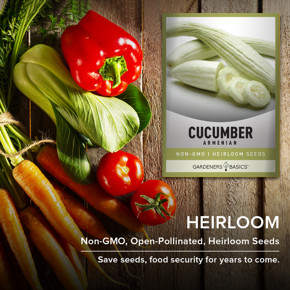 planting armenian cucumber seeds Armenian Cucumber Seeds: Perfect for Salads, Sandwiches, and Pickling – Gardeners Basics