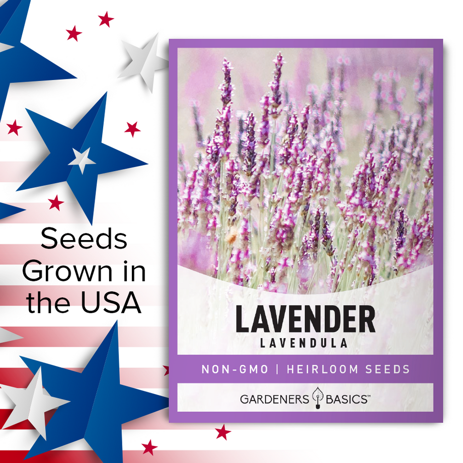 Gardeners Basics, English Lavender Seeds For Planting Indoors And Outdoors