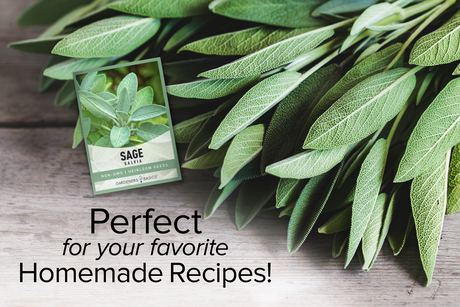 Plant Broadleaf Sage Seeds for Flavorful Dishes and Natural Remedies
