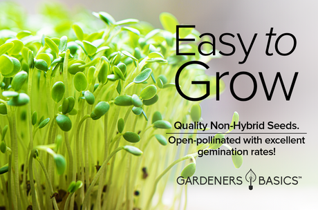 Roquette Arugula Seeds For Planting Non-GMO Seeds For Home Vegetable Garden Easy To Grow