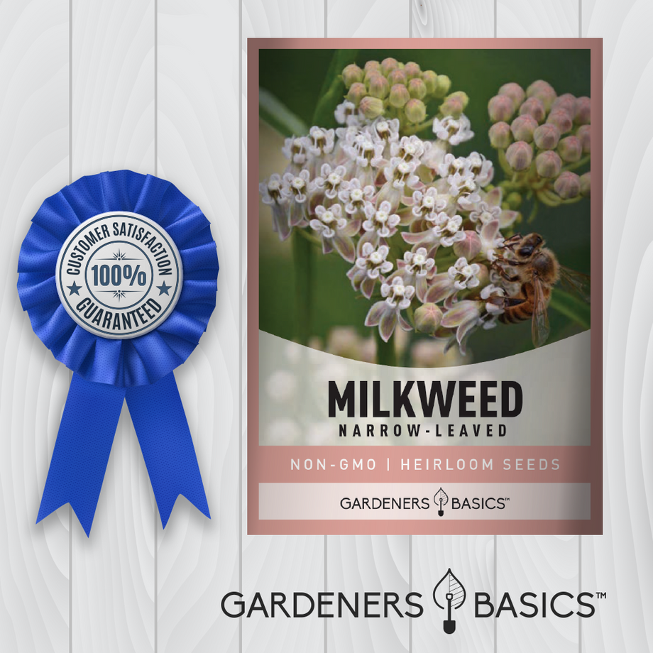 Narrow-Leaved (Whorled) Milkweed Seeds