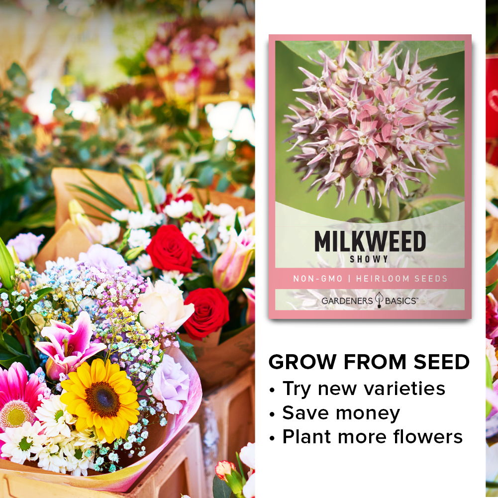 How to Grow Showy Milkweed from Seeds: A Beginner's Guide