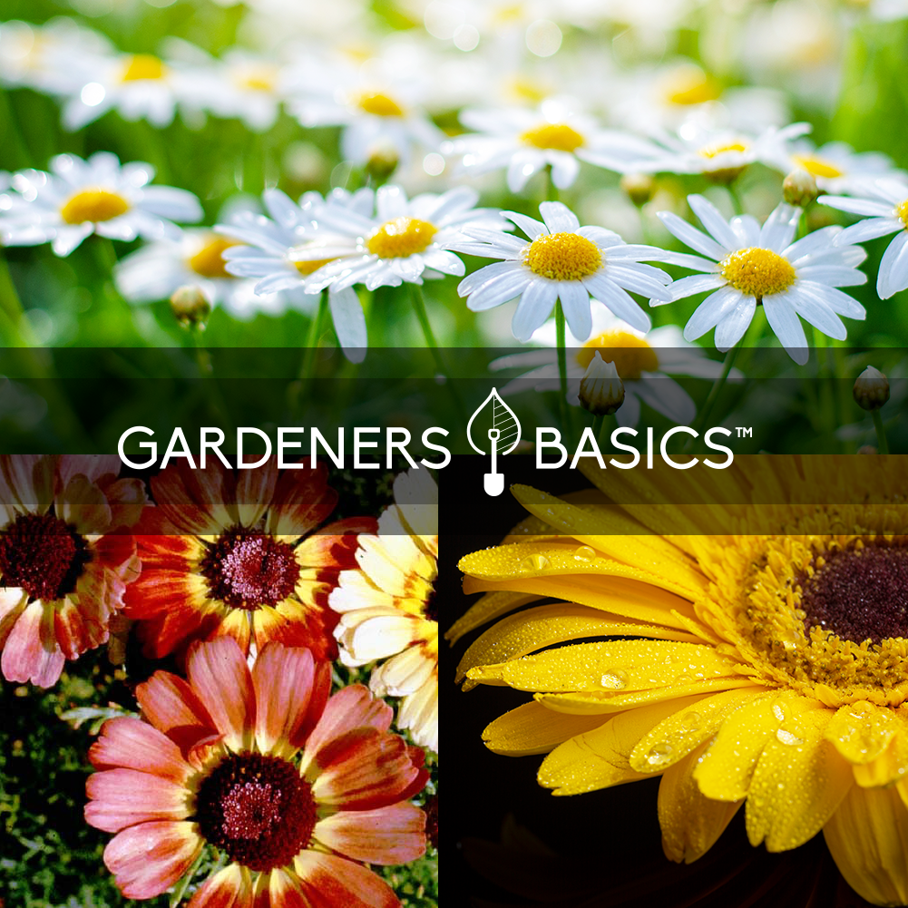 Easy-to-Grow Daisy Seeds for Beginner Gardeners