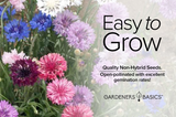 Add Some Pop to Your Garden with Centaurea Cyanus - Bachelor's Button