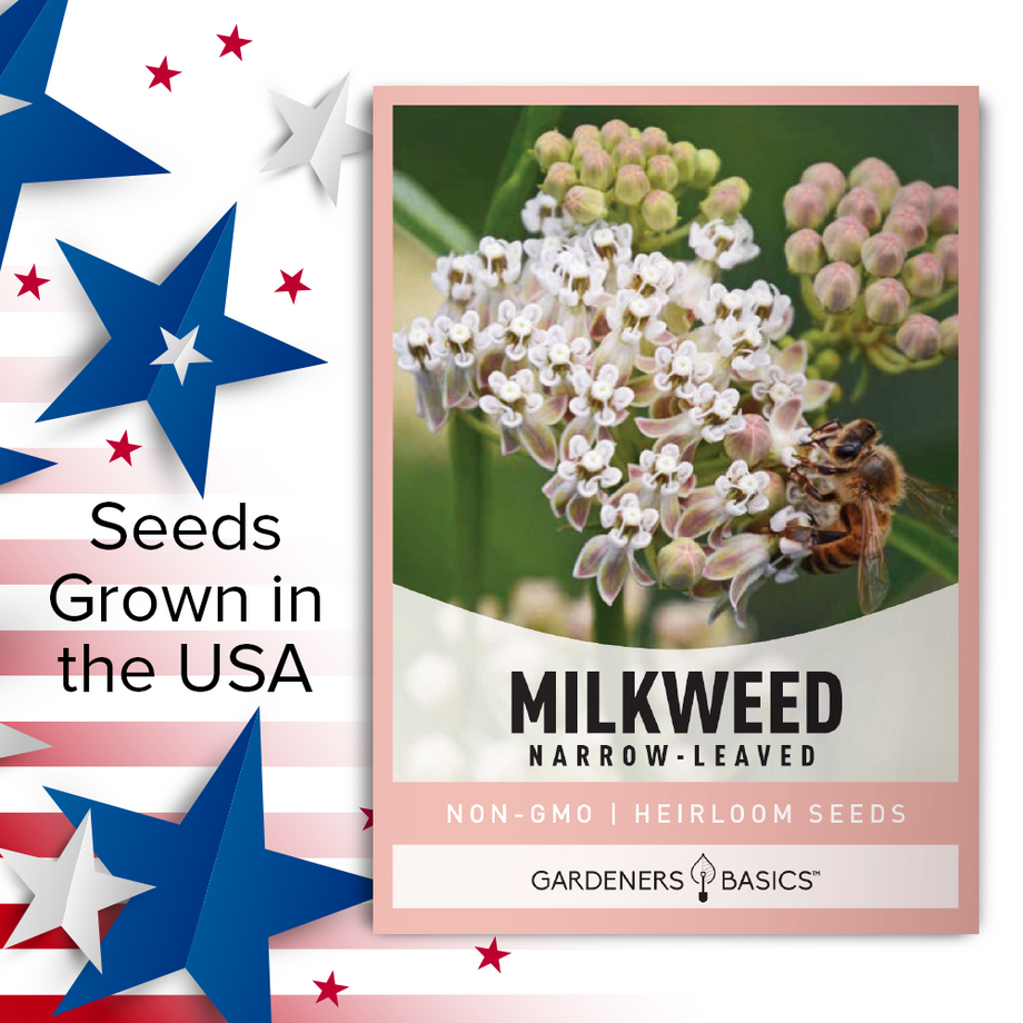 Narrow-Leaved (Whorled) Milkweed Seeds