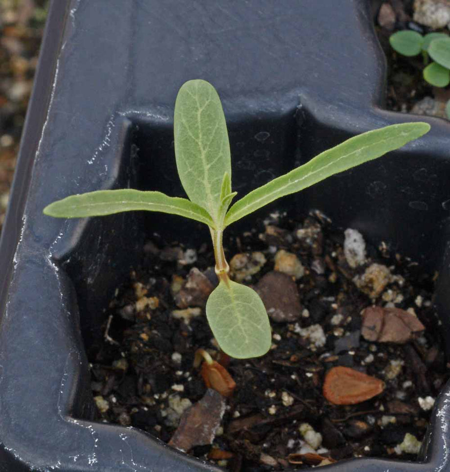 Showy Milkweed Seeds