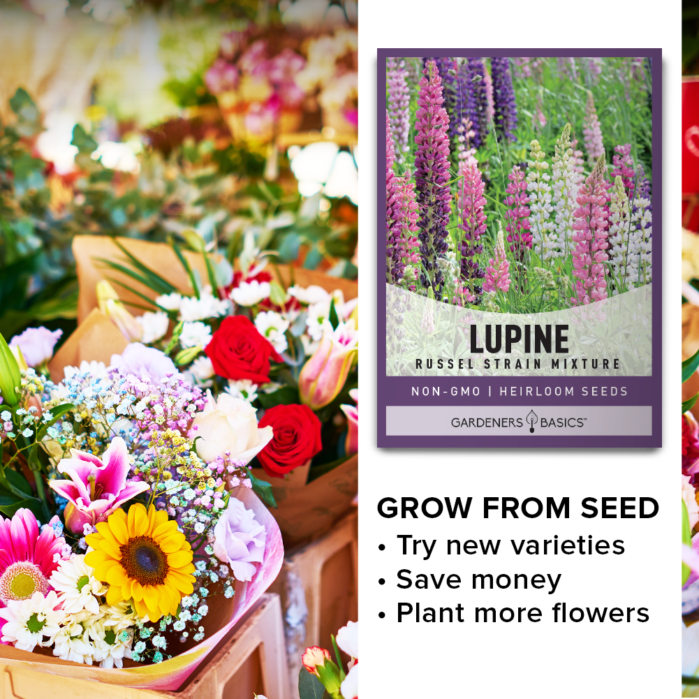 Hummingbird-Friendly: Plant Russell Lupine Seeds in Your Garden
