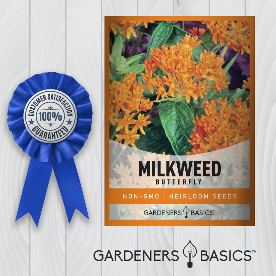 butterfly plant seeds for sale Butterfly Milkweed Seeds For Sale – Add Color and Pollinator Magnet –  Gardeners Basics