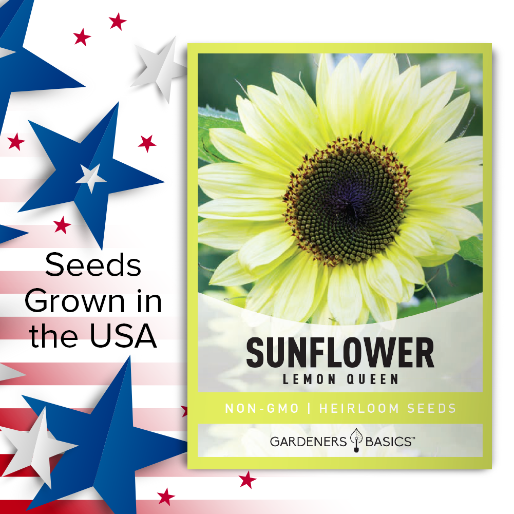 Add a Touch of Elegance with Lemon Queen Sunflower Seeds