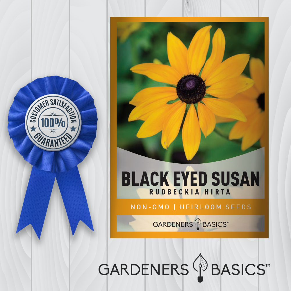 Buy Black Eyed Susan Seeds for a Gorgeous, Pollinator-Friendly Garden