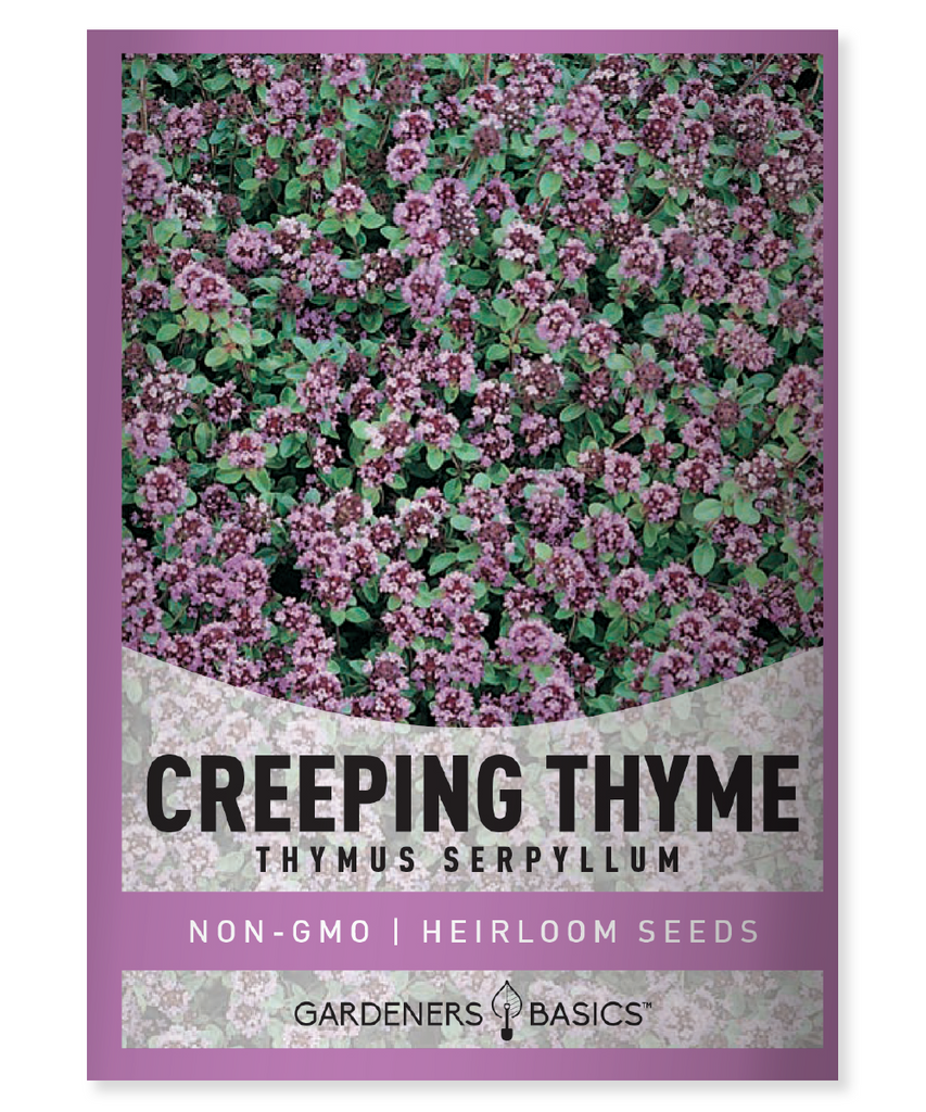 Creeping Thyme Seeds, Thymus serpyllum, ground cover, perennial, fragrant, bee-friendly, garden, landscape, purple flowers, mint family, pollinators, honey bees, wild bees, full sun, partial shade, drought-tolerant, erosion control, evergreen, low-maintenance, buy seeds online