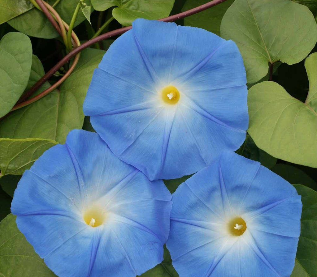 Full Sun Annuals: Heavenly Blue Morning Glory Flower Seeds