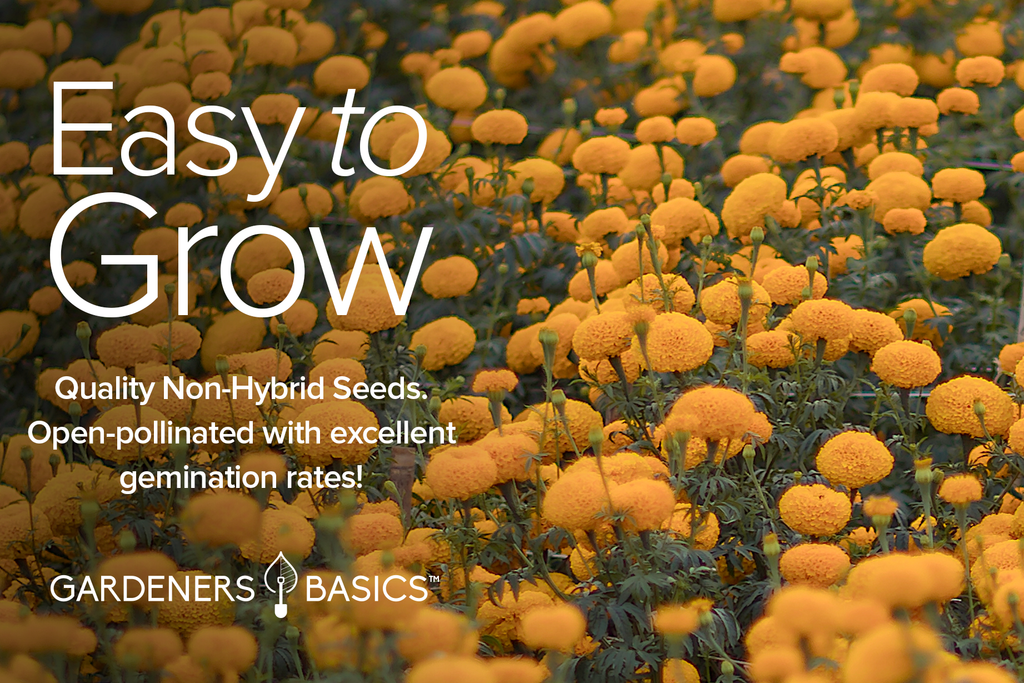 The Delightful Diversity of Marigold Seeds