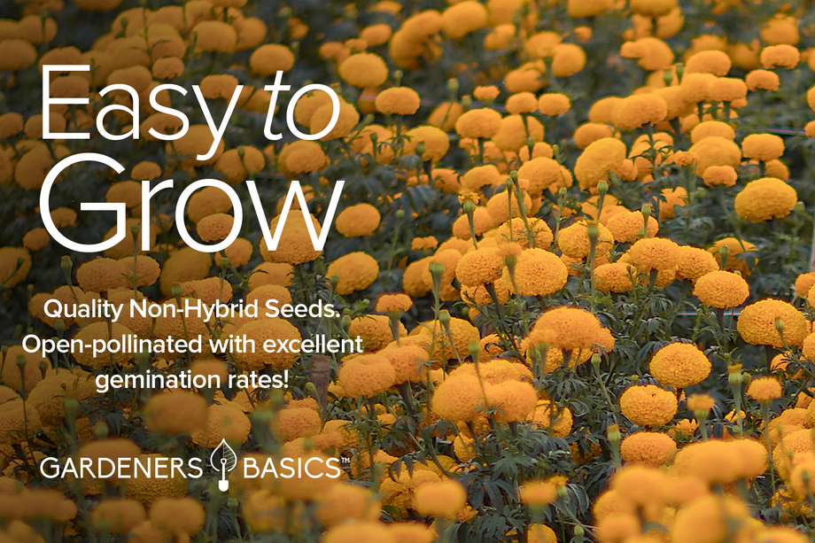 marigold varieties seeds Marigold Seeds For Planting
