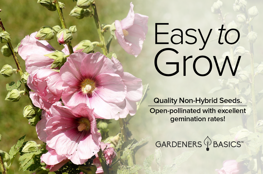 Grow Beautiful Alcea Hollyhocks from Heirloom Seeds