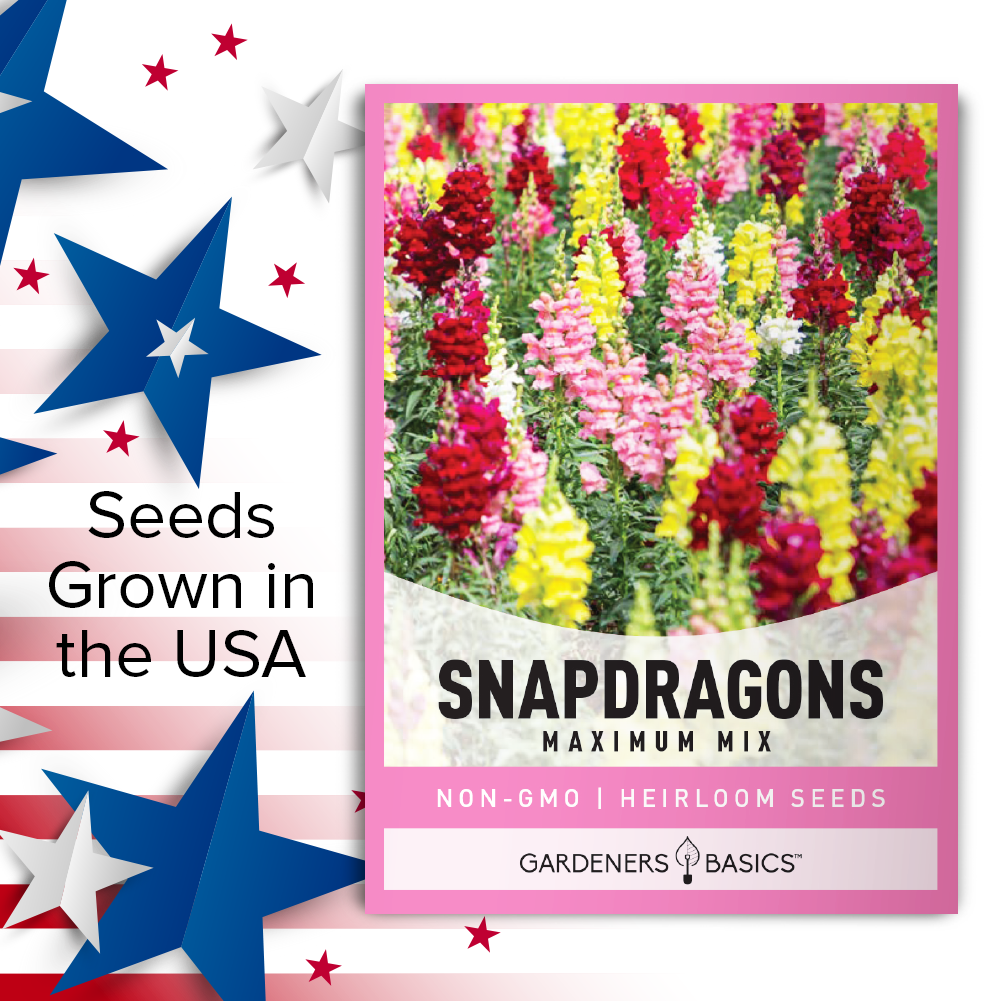 Tetra Mix Snapdragons: Full Sun Flowers for a Dazzling Display