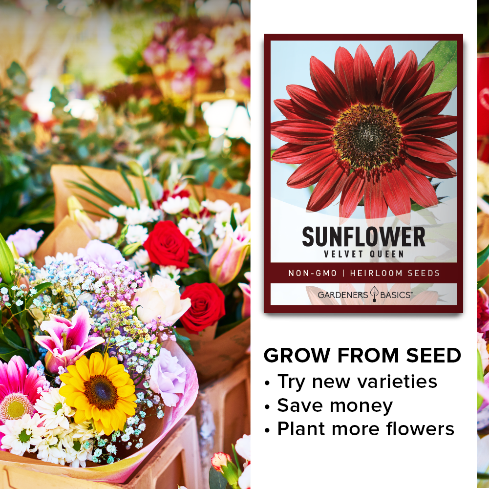 Plant Red Sunflowers: Velvet Queen Seeds for a Striking Garden