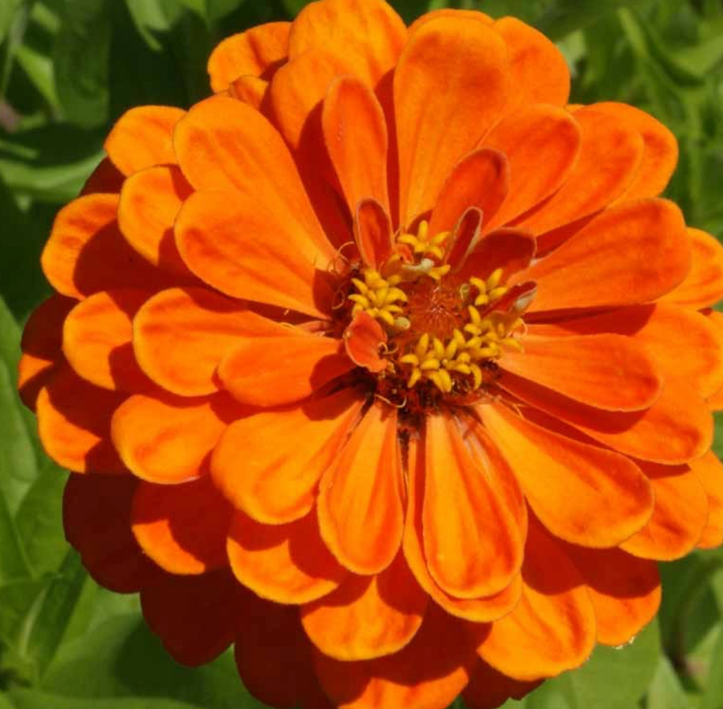 Growing Zinnia Orange King: Tips and Tricks for a Successful Harvest