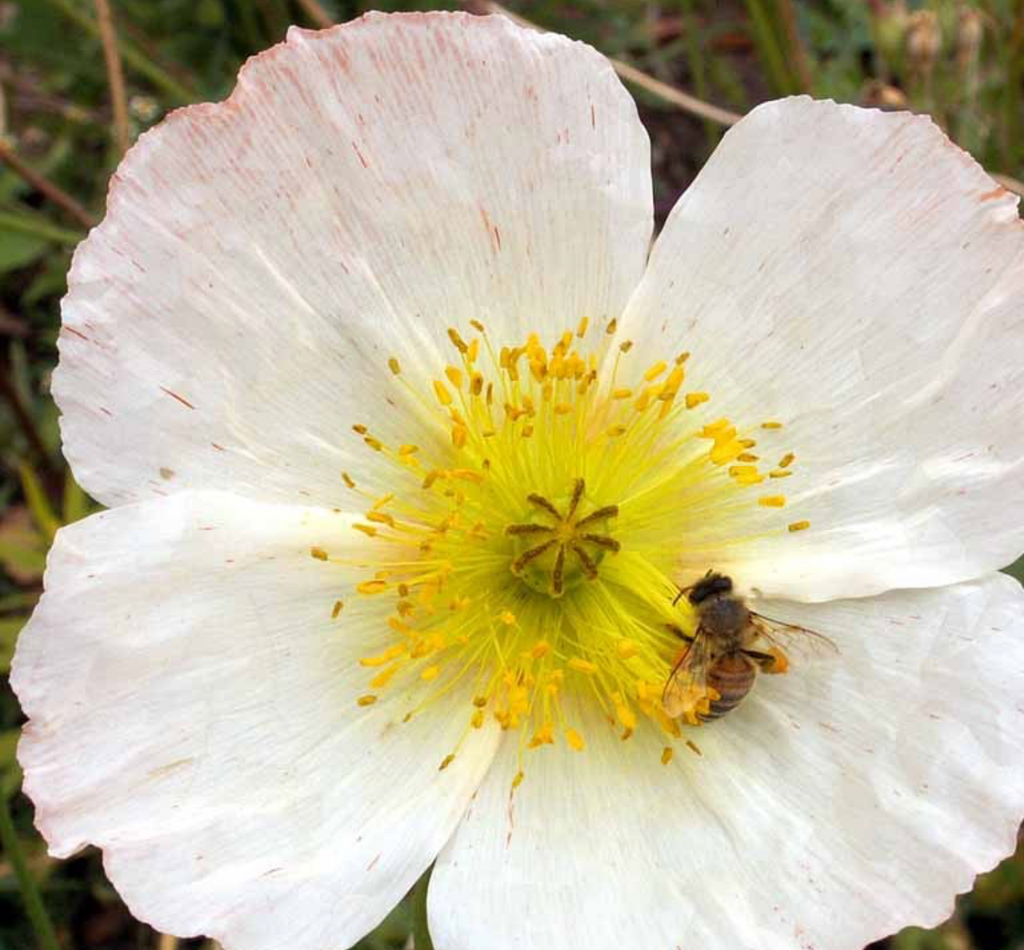 Soft and Ethereal: The Petals of the Iceland Poppy