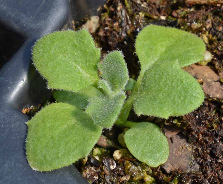 Tips for Growing and Maintaining Purple Rockcress in Your Garden