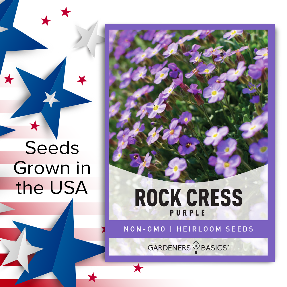Incorporate Aubrieta Deltoidea into Your Rock Garden Design for a Pop of Color