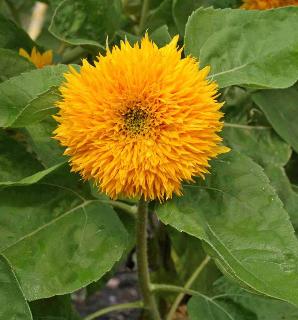 Brighten Up Your Garden with Dwarf Sungold Sunflower Seeds for Planting