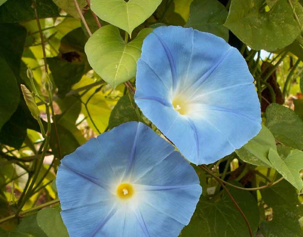 Easy-to-Grow Heavenly Blue Morning Glory Flower Seeds for Your Garden