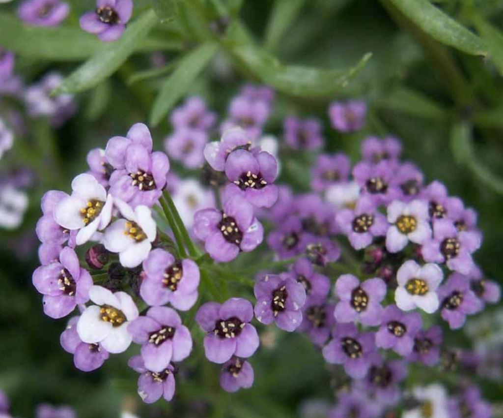 Fast-Blooming Royal Carpet Dwarf Sweet Alyssum for Year-Round Beauty