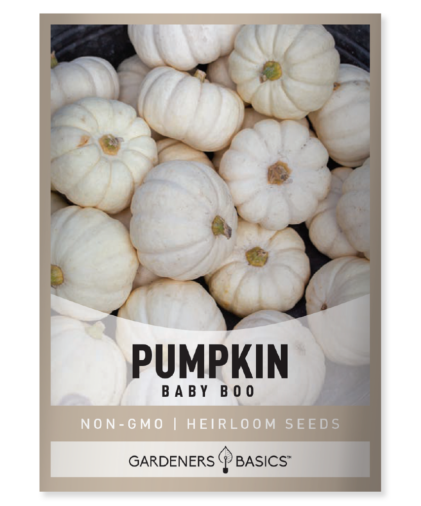 Baby Boo Pumpkin Seeds Mini White Pumpkins Seeds for Planting Non-GMO Pumpkin Seeds Small Garden Pumpkins Decorative Pumpkins Edible Pumpkins Easy to Grow Pumpkins Pumpkin Patch Pumpkin Seed