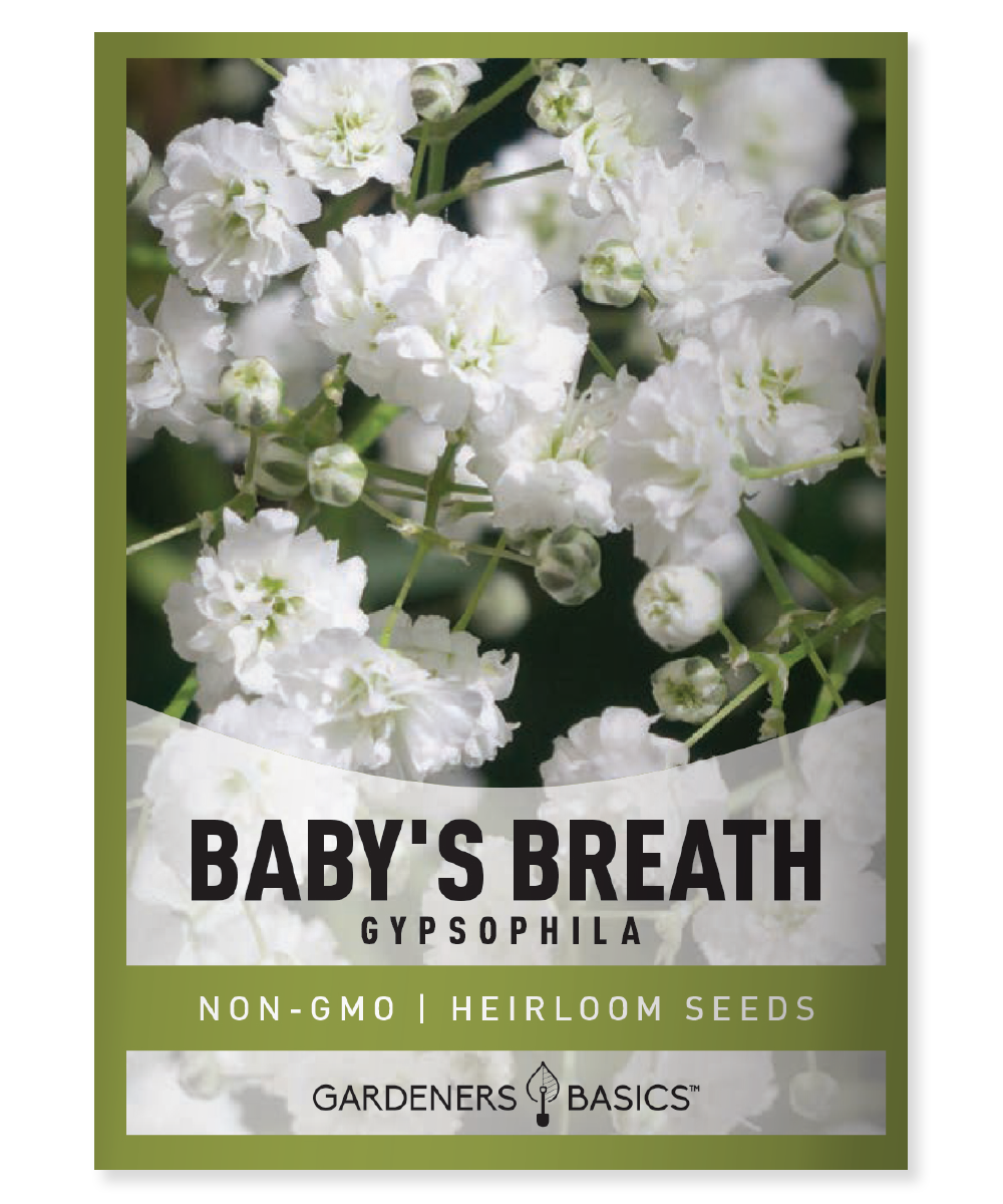 Baby's Breath Seeds for Planting Gpsophila - Beautiful Annual Cut Flower for Flower Arrangements and Beautiful in Flower Beds in Summer Gardens Too