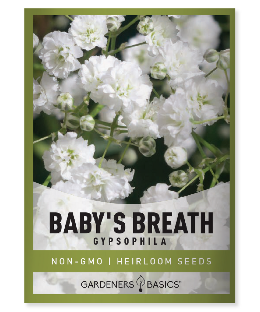 Baby's Breath Flower Seeds Gypsophila elegans ethereal garden annual plants full sun to partial shade white flowers rock garden garden border misty effect romantic bouquets floral arrangements easy to grow 45 days bloom wedding flowers enchanting garden