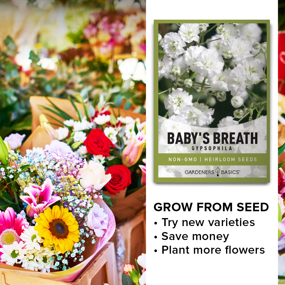 Grow Your Own Baby's Breath Flowers for Stunning Bouquets