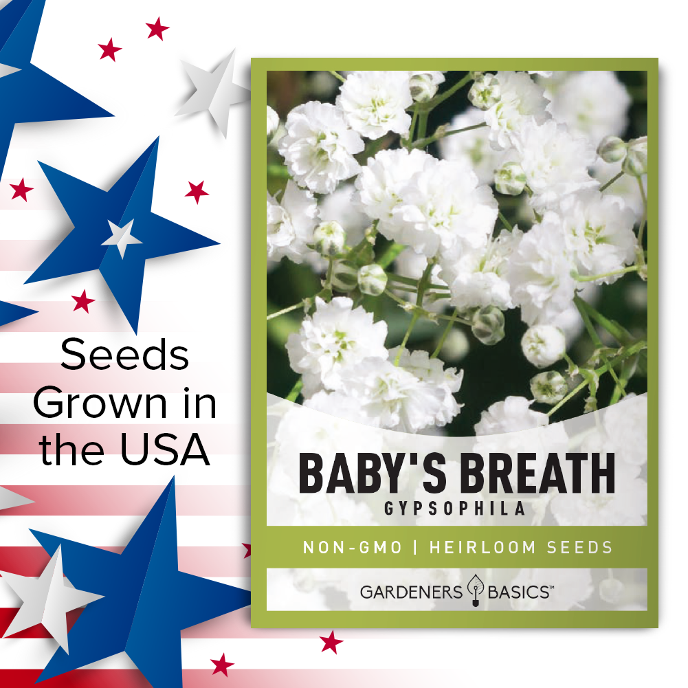 Baby's Breath Seeds: A Dreamy Addition to Any Garden or Floral Arrangement