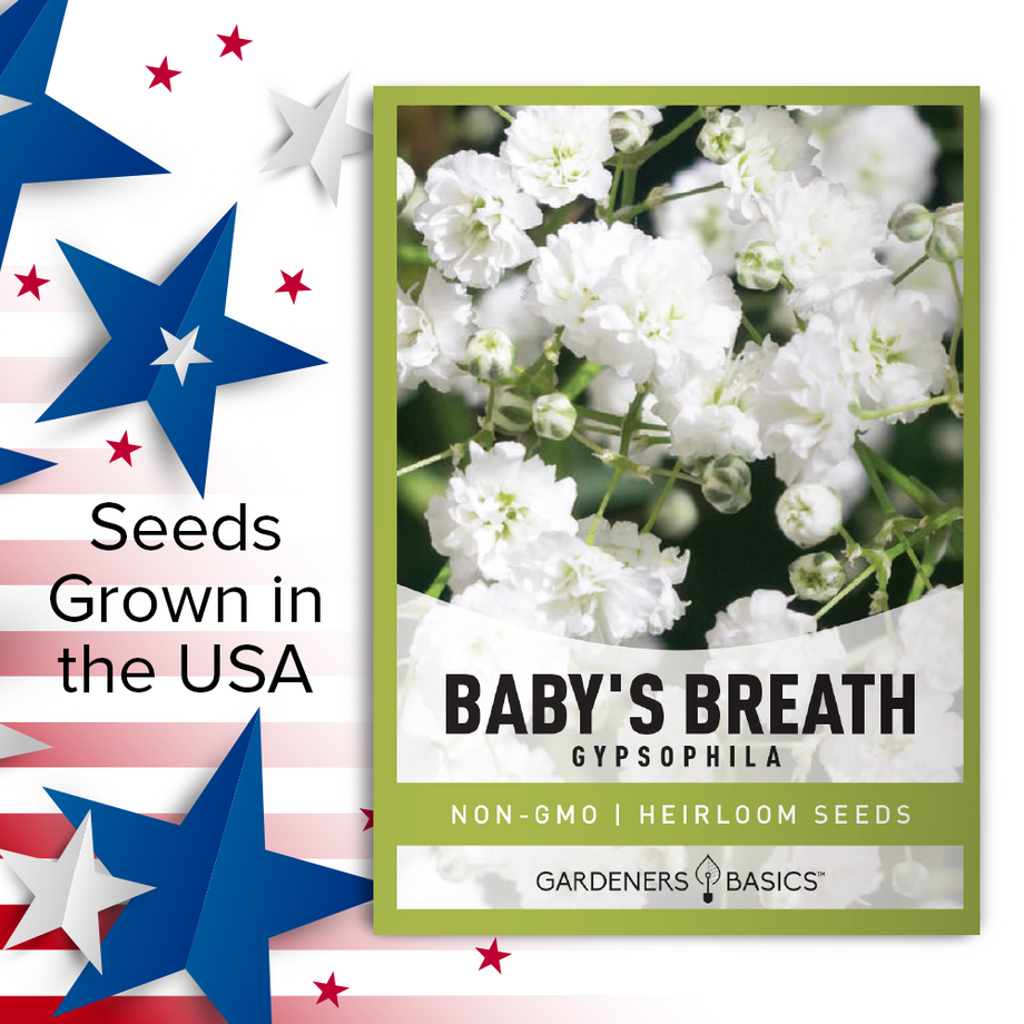 Baby's Breath Seeds