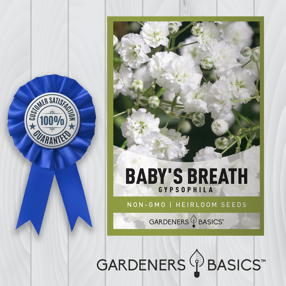 Baby's Breath Flower Seeds: The Ultimate Choice for a Heavenly Garden Display