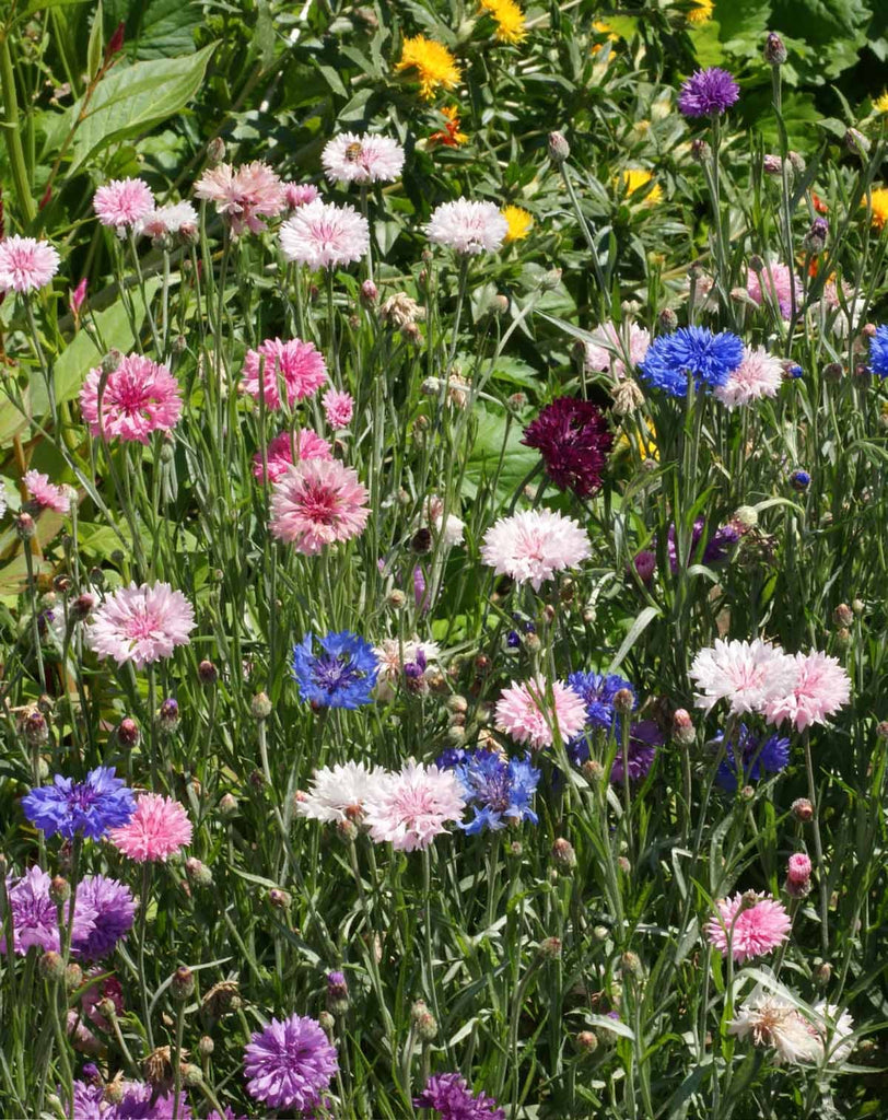 Cornflower Tall Mix: A Perfect Addition to Your Cut Flower Garden