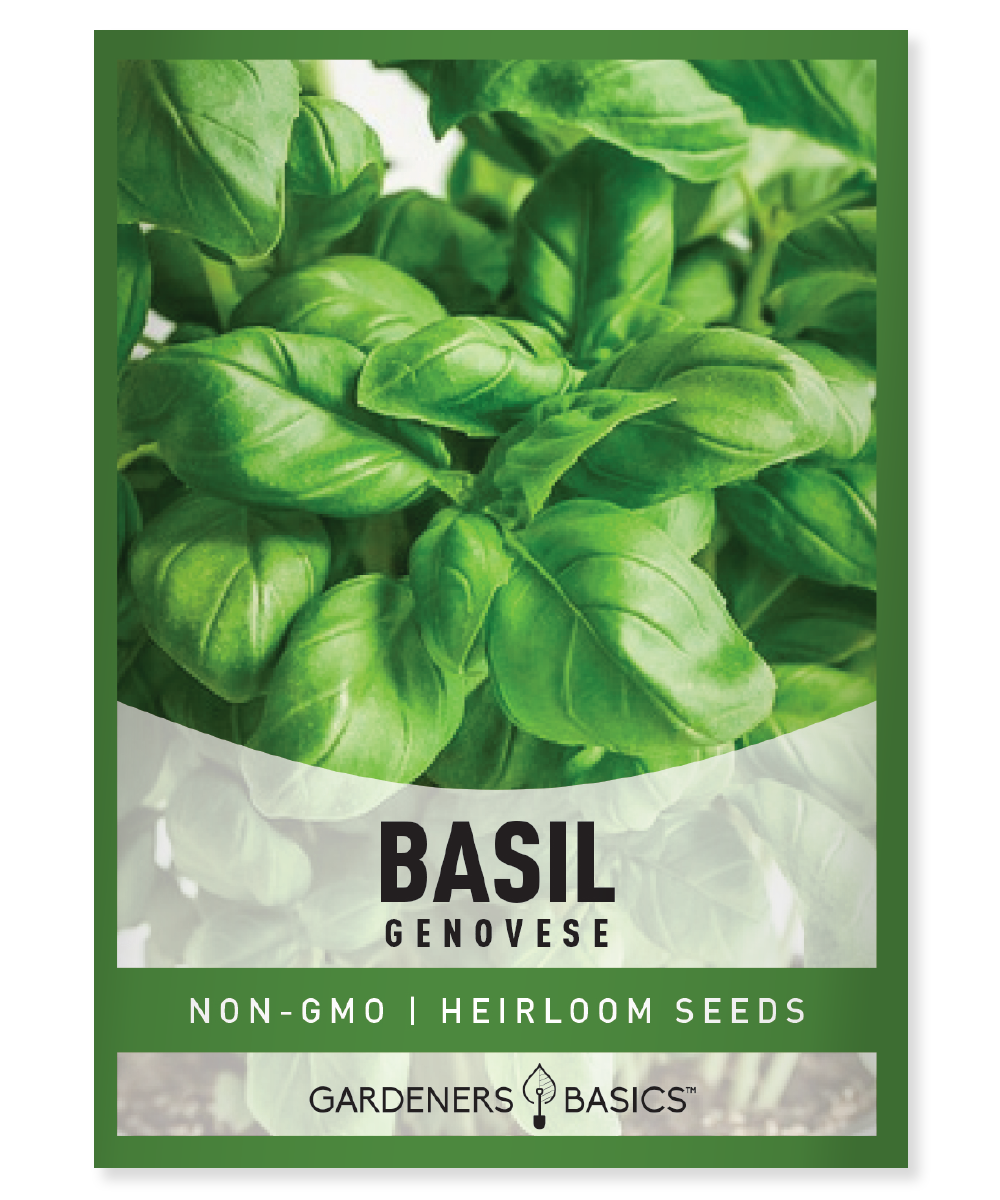 planting genovese basil seeds Genovese Basil Seeds – Gardeners Basics
