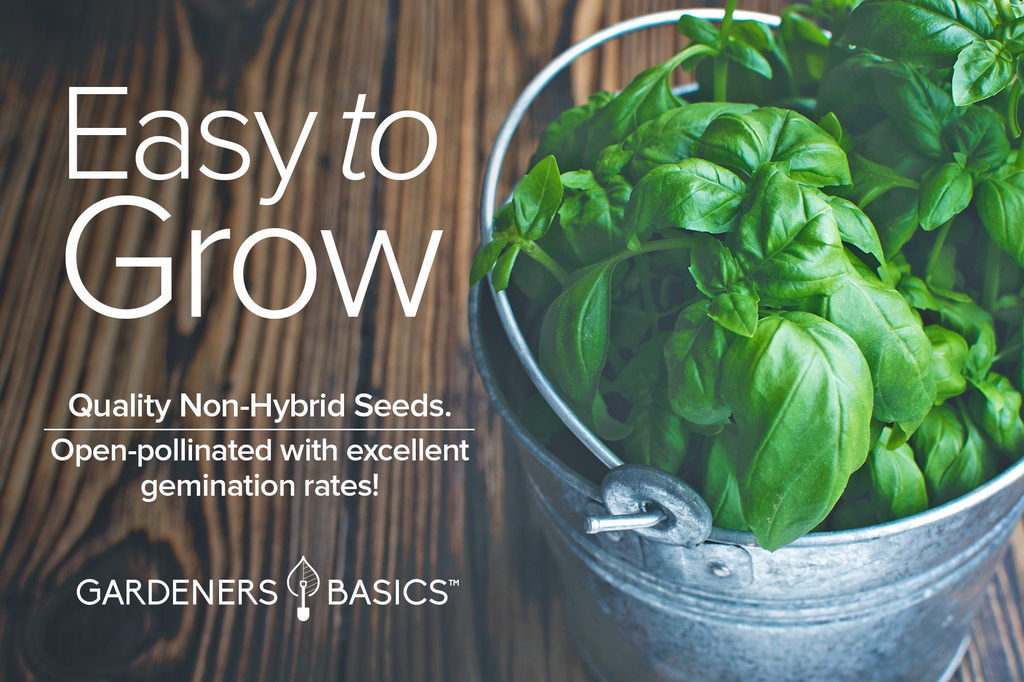 Genovese Basil Seeds For Planting Non-GMO Seeds For Home Herb Garden Easy To Grow