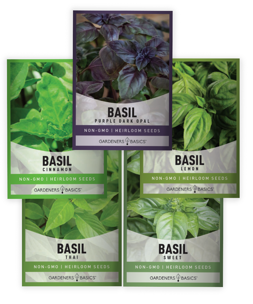 Basil seeds Basil varieties Cinnamon basil Lemon basil Dark Opal basil Sweet basil Thai basil Heirloom seeds Non-GMO seeds Open-pollinated seeds Herb garden Planting basil Basil seed pack Rare basil varieties Culinary herbs Aromatic basil Gardening Homegrown herbs Sustainable gardening Basil germination