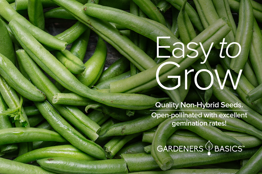 green bean seeds for planting Bush Tendergreen Bean Seeds: The Secret to a Thriving Vegetable Garden