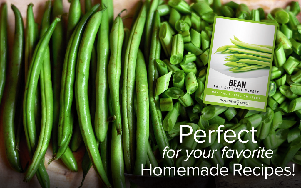 Grow Delicious Green Beans with Kentucky Wonder Pole Bean Seeds