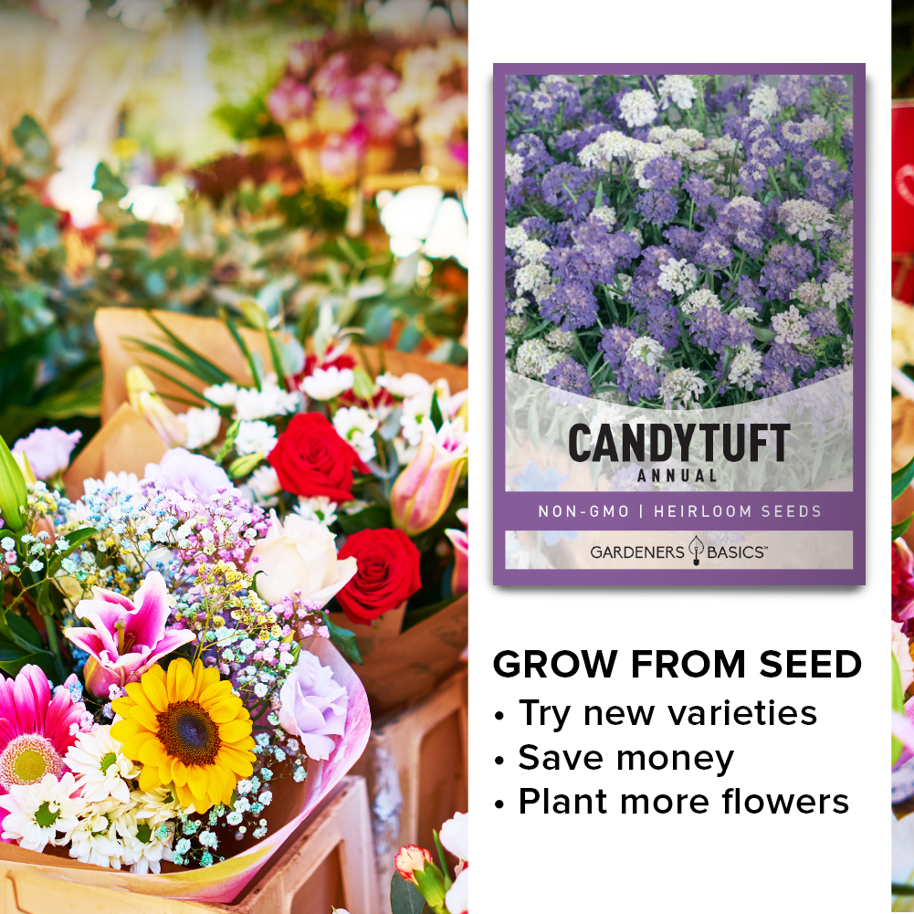 Annual Candytuft Seeds: Enjoy White, Pink, and Purple Blooms