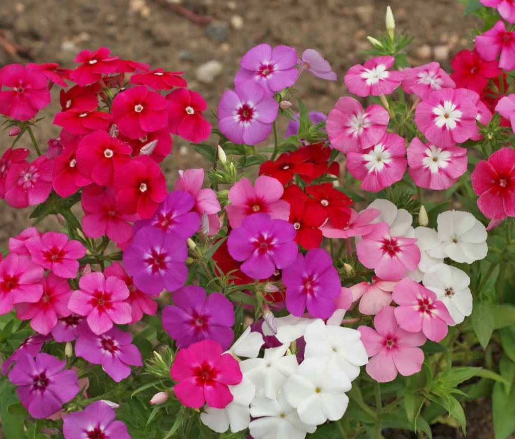 Annual Mixed Phlox Seeds for Planting - The Perfect Addition to Your Flowerbeds